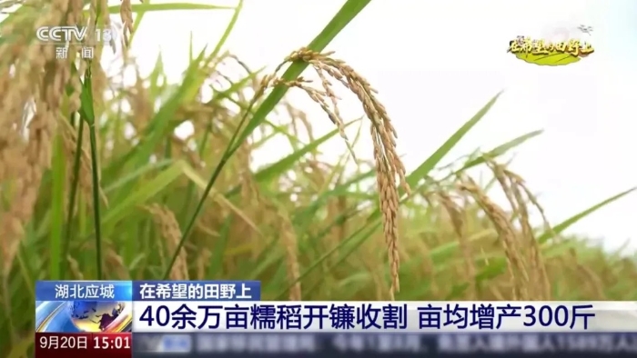 央视聚焦！星空官方网页版这台“收稻神器”刷屏湖北田野